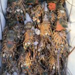 Detenidos en Jalisco por tráfico ilegal de fauna silvestre en Cabo Corrientes