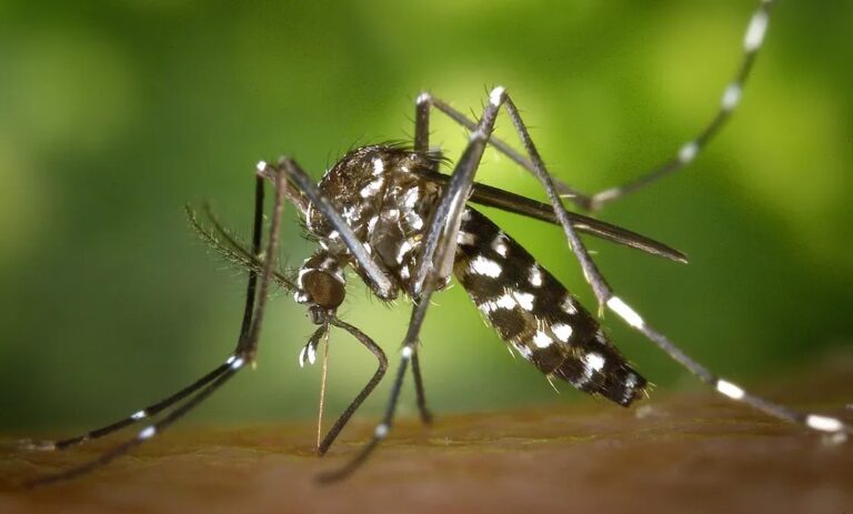 Jalisco refuerza combate al dengue con instalación de unidad transectorial