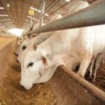 Estados Unidos suspende temporalmente la importación de ganado mexicano por 15 días para fortalecer la lucha contra el gusano barrenador