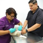 Zapopan refuerza la identificación de mascotas con dos mil chips más