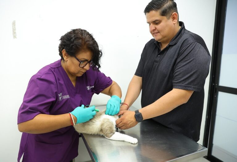 Zapopan refuerza la identificación de mascotas con dos mil chips más
