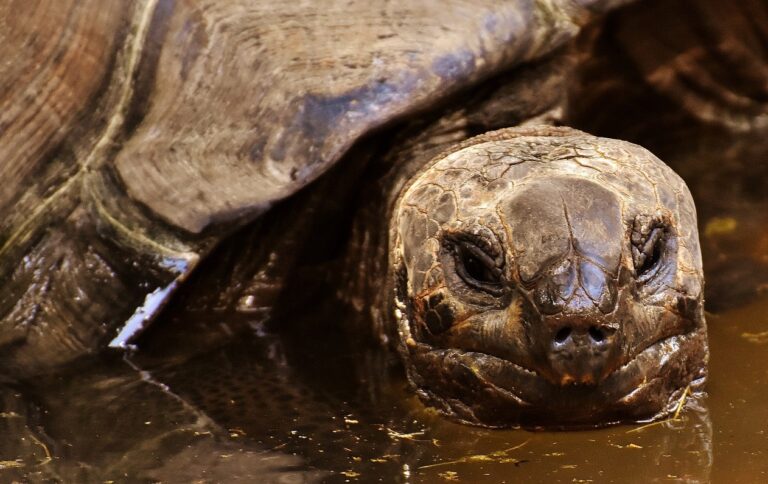 Celebran 40 años de compromiso con las tortugas marinas en Jalisco
