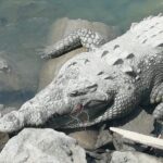 Alerta ambiental: cocodrilos en riesgo en la región de Bahía de Banderas y Vallarta