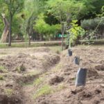 Jalisco siembra futuro: supera meta de reforestación con 160 mil árboles