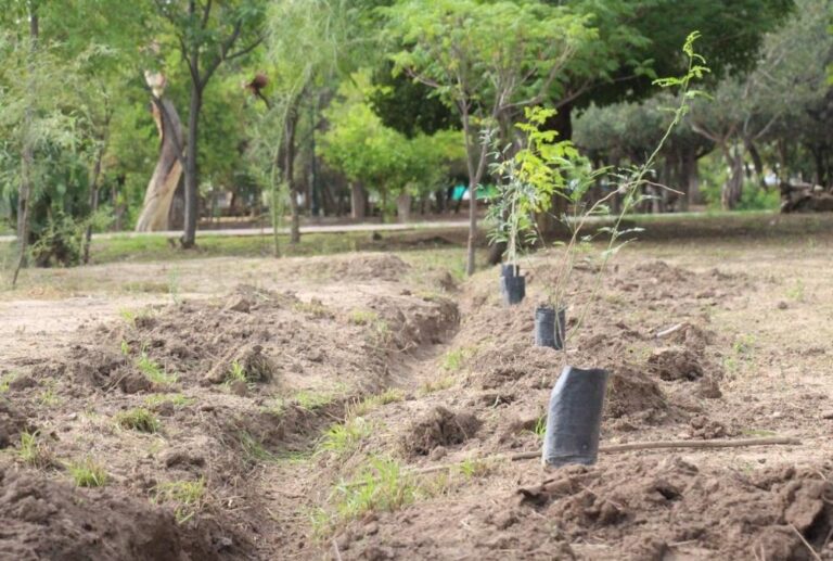 Jalisco siembra futuro: supera meta de reforestación con 160 mil árboles