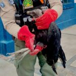Rescatan a zopilote lesionado en azotea de Chapalita Vallarta