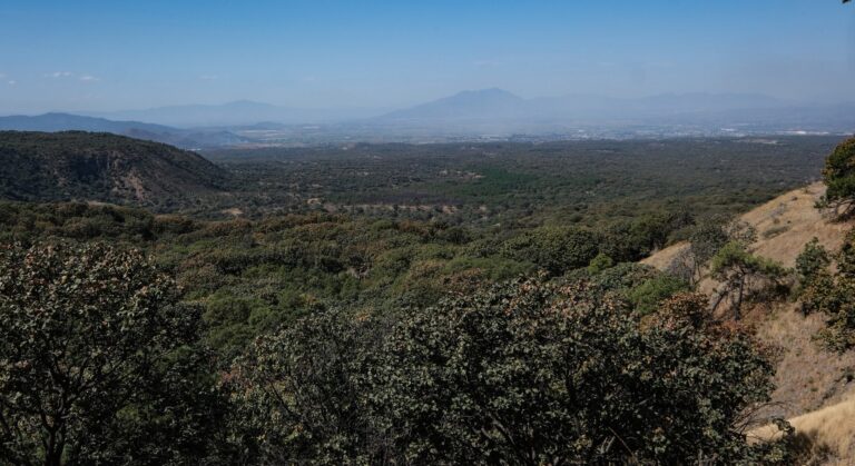 Crece la presión sobre el Bosque La Primavera: suman 50 denuncias por invasiones en cuatro años