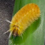 Oruga “peluche” enciende alerta sanitaria en la ZMG por su alta toxicidad