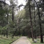 Guadalajara impulsa la creación de un bosque urbano con adopción de 100 mil árboles