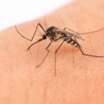 IMSS Jalisco llama a prevenir el paludismo ante posibles casos importados