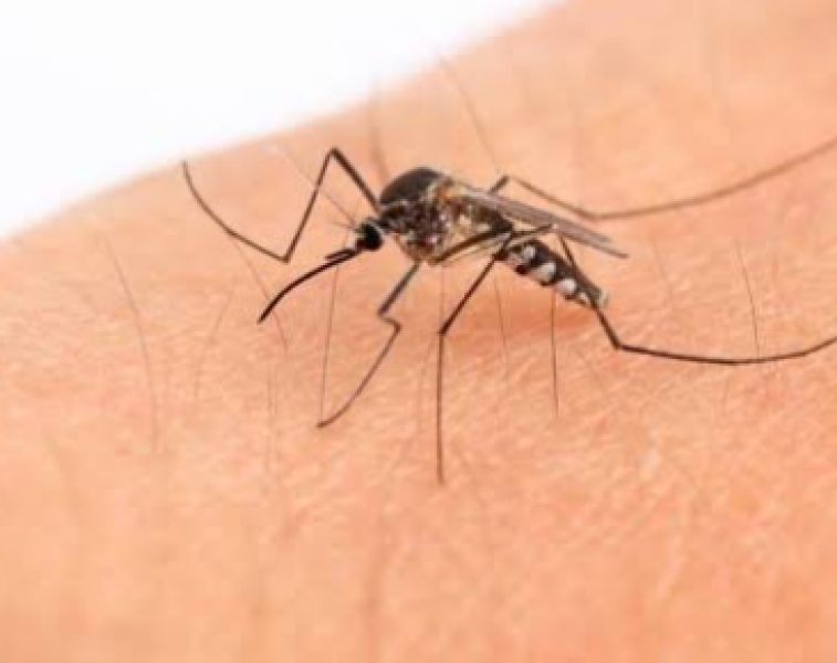 IMSS Jalisco llama a prevenir el paludismo ante posibles casos importados