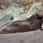 Elefante marino del norte aparece en Playa Los Ayala y activa operativo preventivo
