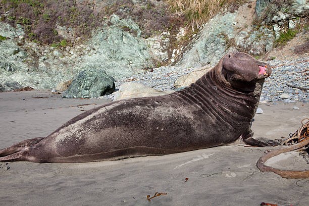 Elefante marino del norte aparece en Playa Los Ayala y activa operativo preventivo