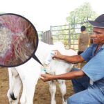 México fortalece lucha contra el Gusano Barrenador con planta productora