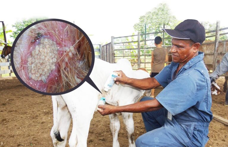 México fortalece lucha contra el Gusano Barrenador con planta productora