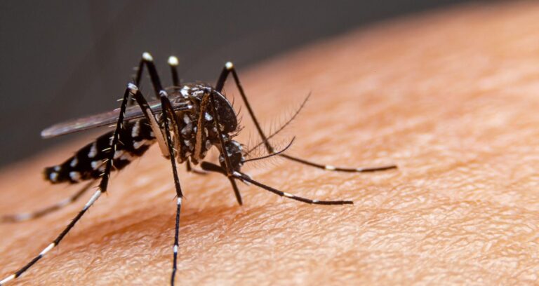 Jalisco mantiene baja incidencia de dengue, pero revisan dos muertes sospechosas