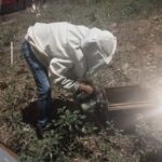 Rescatan enjambre de cinco mil abejas en el Centro de Guadalajara