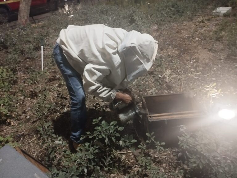 Rescatan enjambre de cinco mil abejas en el Centro de Guadalajara