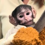 Bebé mono patas Yuji el “Punch mexicano”continúa en crianza asistida