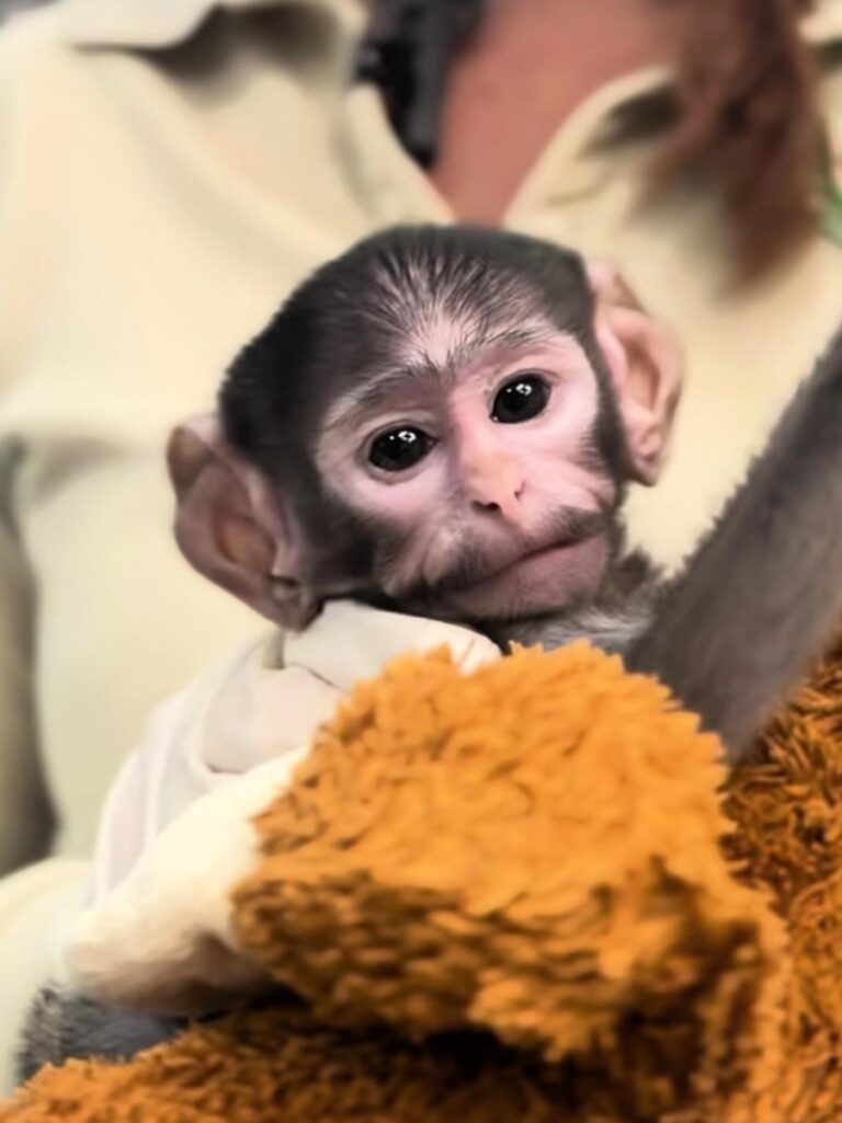 Bebé mono patas Yuji el “Punch mexicano”continúa en crianza asistida