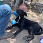 Investigan agresión a perrito en El Salto; “Bubu” se recupera tras cirugía