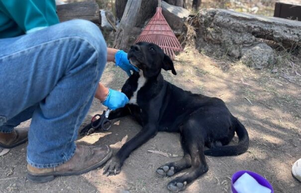 Investigan agresión a perrito en El Salto; “Bubu” se recupera tras cirugía