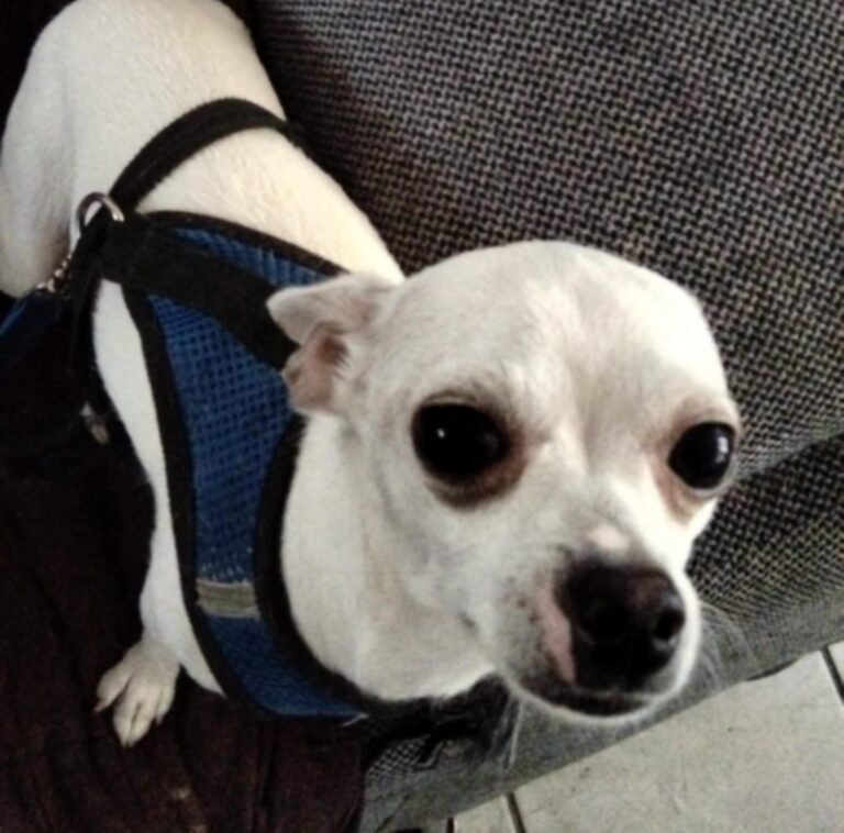 Secretaría de Salud alerta por gusano barrenador y pide extremar cuidados en mascotas