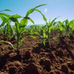 Jalisco impulsa el desarrollo agrícola con nuevos programas para productores locales