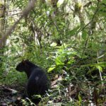 Cámaras trampa documentan la riqueza de fauna en el Bosque La Primavera