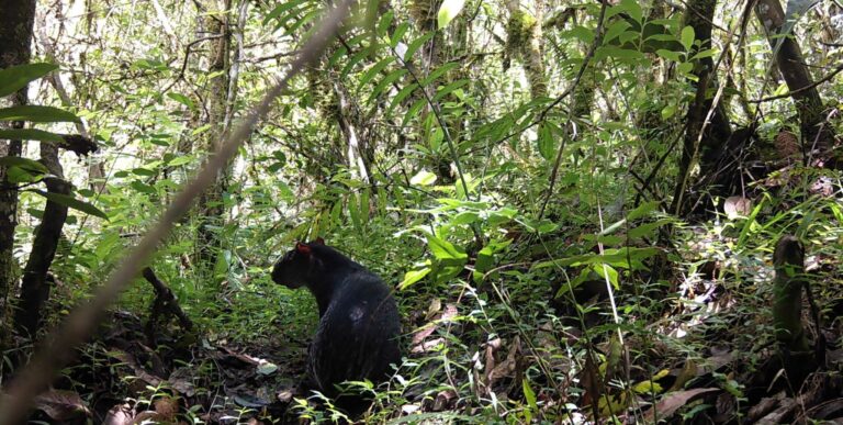 Cámaras trampa documentan la riqueza de fauna en el Bosque La Primavera