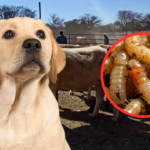 Aumentan a 35 los perros afectados por gusano barrenador en Jalisco