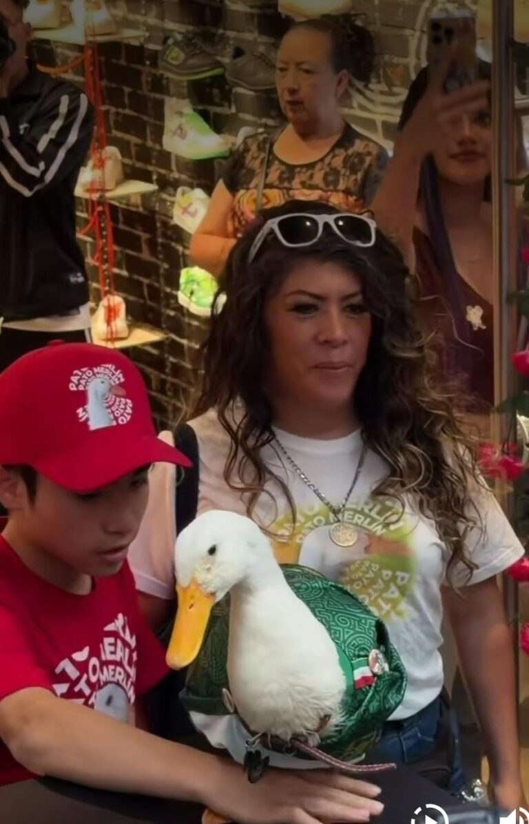 El Pato Merlín da el salto a la moda con una colección inspirada en su éxito mundialista