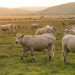 Revisión del T-MEC: EU busca negociar agenda agropecuaria con el gobierno mexicano