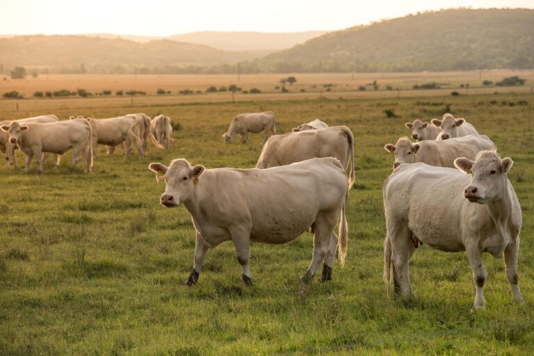 Revisión del T-MEC: EU busca negociar agenda agropecuaria con el gobierno mexicano