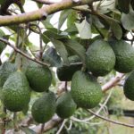 Sheinbaum blinda Michoacán ante reclamo de EU por aguacate