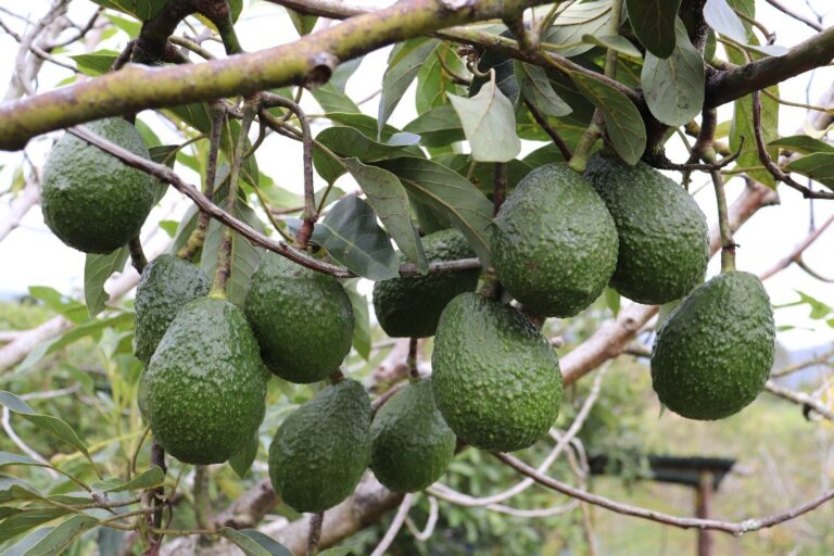 Sheinbaum blinda Michoacán ante reclamo de EU por aguacate