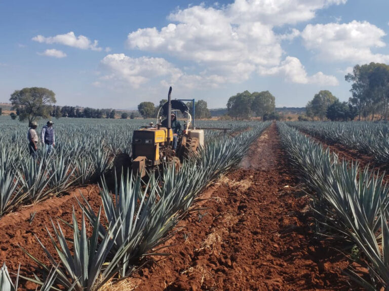 Buscan mejorar la producción de agave y combatir plagas en Jalisco